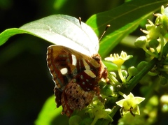 Anteros carausius carausius