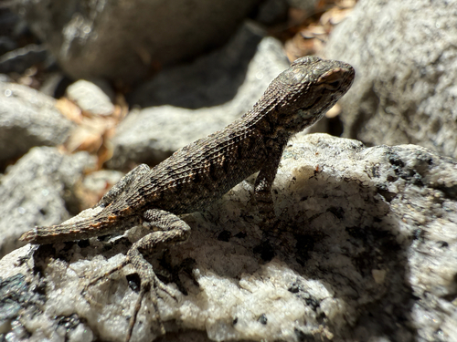 iNaturalist observation photo of Western Fence Lizard