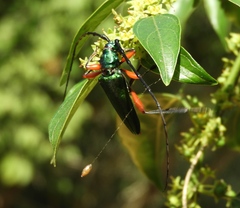 Plinthocoelium chilense