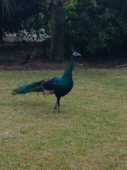 Pavo cristatus × muticus