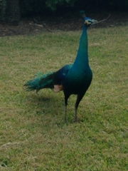 Pavo cristatus × muticus