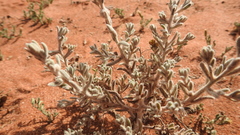 Dissocarpus paradoxus