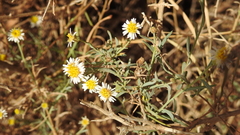 Minuria cunninghamii