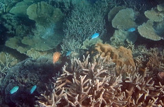 Abudefduf whitleyi