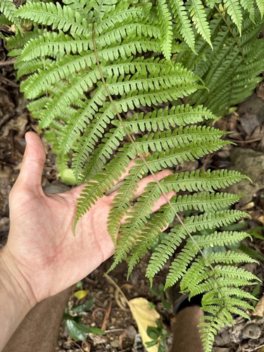 Deparia prolifera observed 2025-10-05