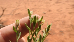 Pimelea simplex