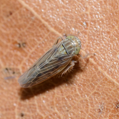 Graminella nigrifrons