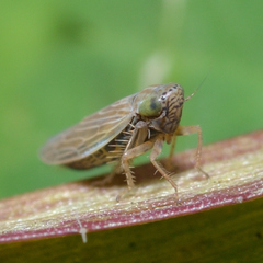 Graminella nigrifrons