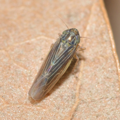 Graminella nigrifrons