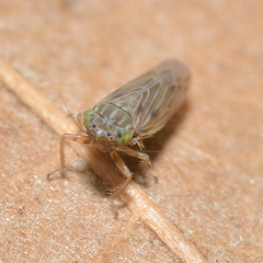 Graminella nigrifrons