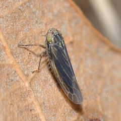 Graminella nigrifrons