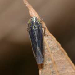 Graminella nigrifrons