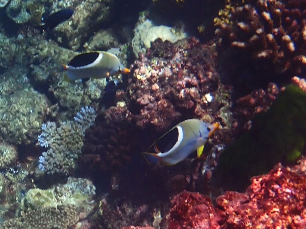 Blackblotch Butterflyfish