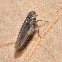 Graminella nigrifrons