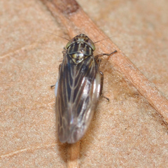 Graminella nigrifrons