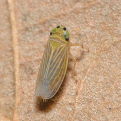 Graminella villica