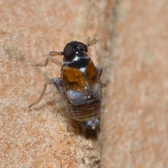 Flavoclypeus andromedus