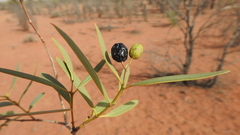 Santalum lanceolatum