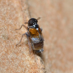 Flavoclypeus andromedus