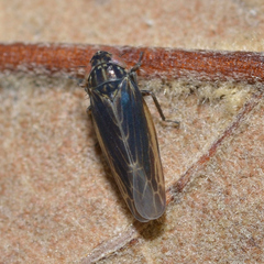 Graminella nigrifrons