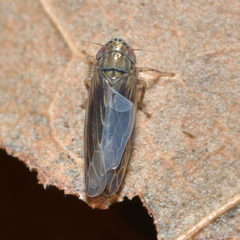 Graminella nigrifrons