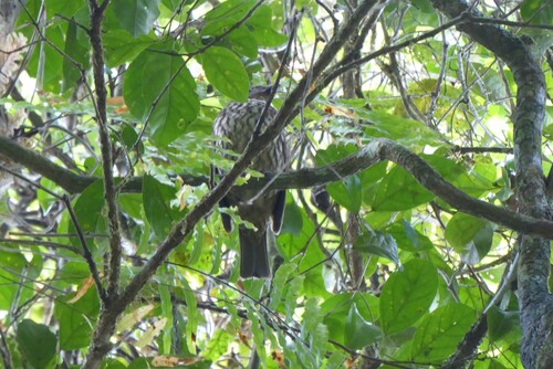 Tooth-billed Bowerbird (Scenopoeetes dentirostris), photo 4