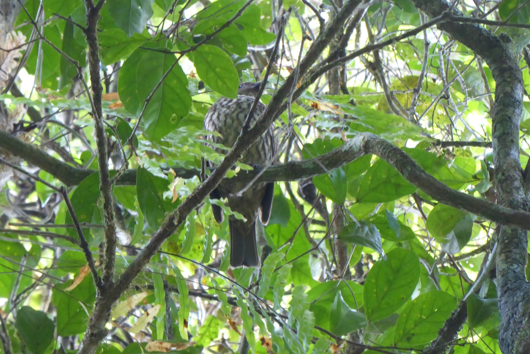Tooth-billed Bowerbird (Scenopoeetes dentirostris), photo 1