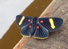 Melanis electron pronostriga