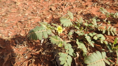 Tribulus eichlerianus