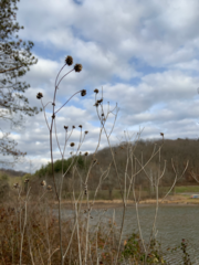 Silphium terebinthinaceum