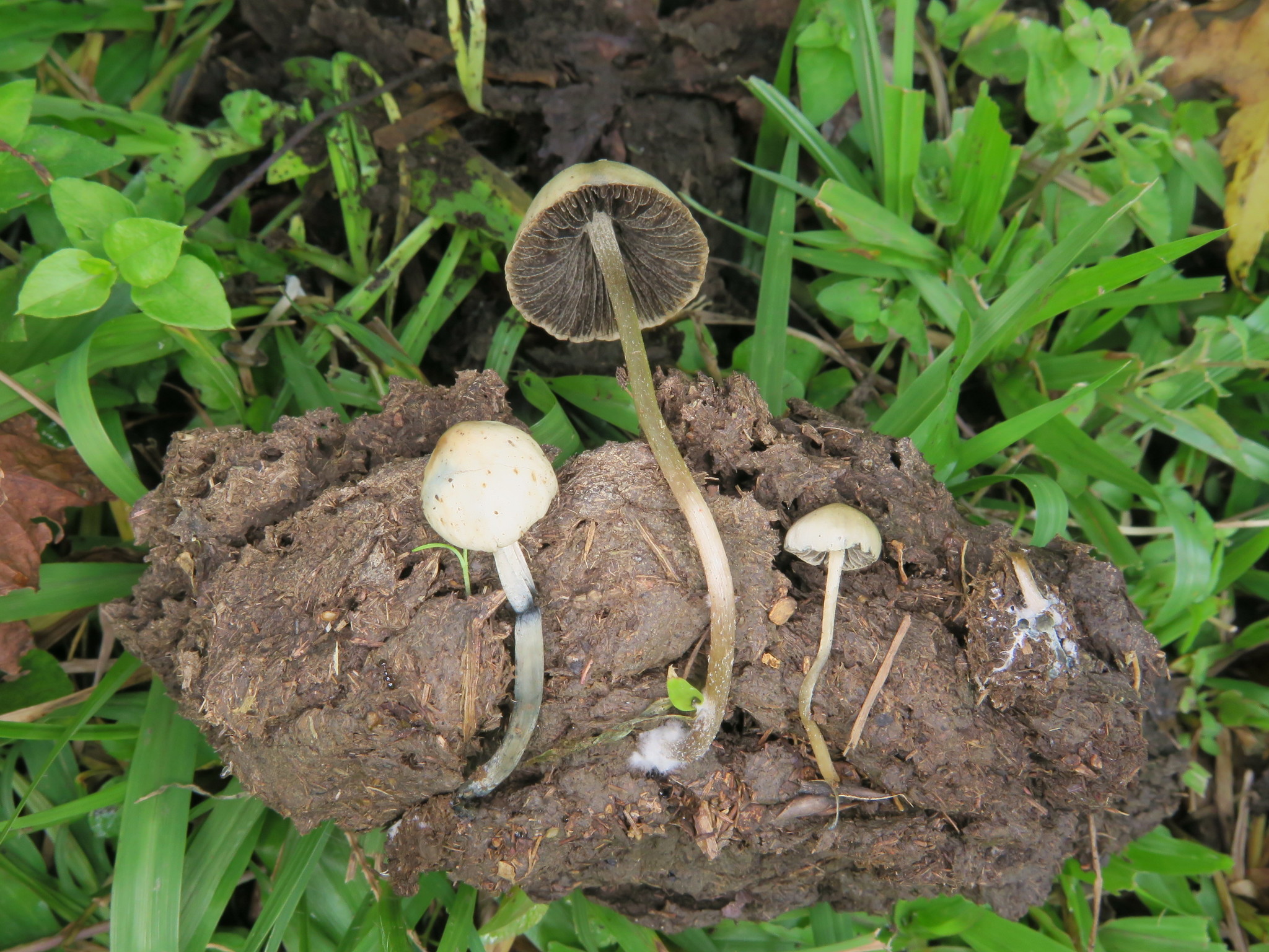 Panaeolus cyanescens image