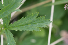 Geum macrophyllum perincisum