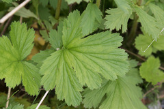 Geum macrophyllum perincisum