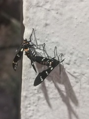 Syntomeida melanthus