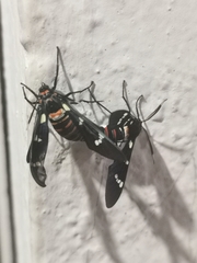 Syntomeida melanthus