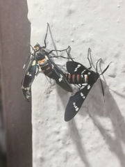 Syntomeida melanthus