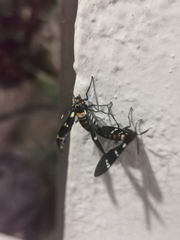 Syntomeida melanthus