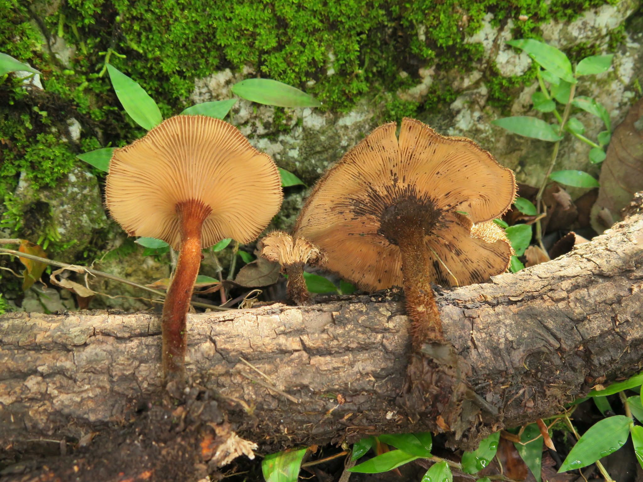 Lentinus velutinus image