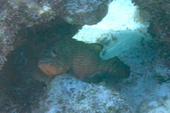 Epinephelus guttatus