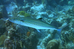 Scomberomorus regalis