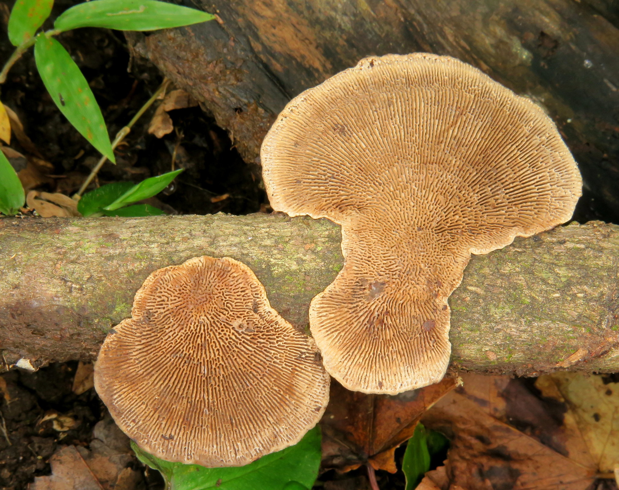 Daedaleopsis confragosa image