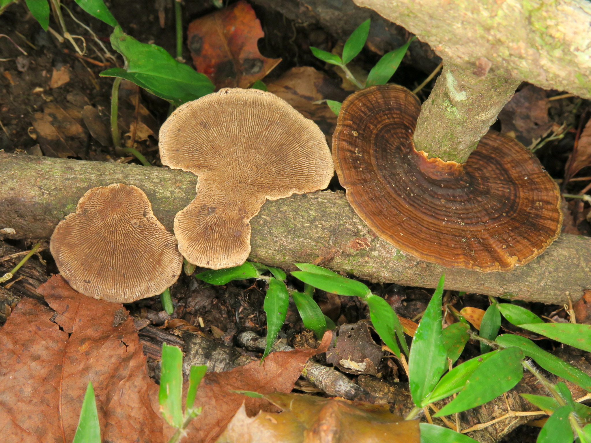 Daedaleopsis confragosa image
