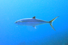 Scomberomorus regalis