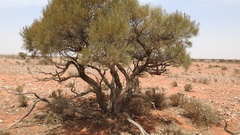 Acacia brachystachya