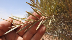 Acacia brachystachya
