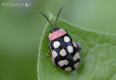 Alagoasa bipunctata perennis