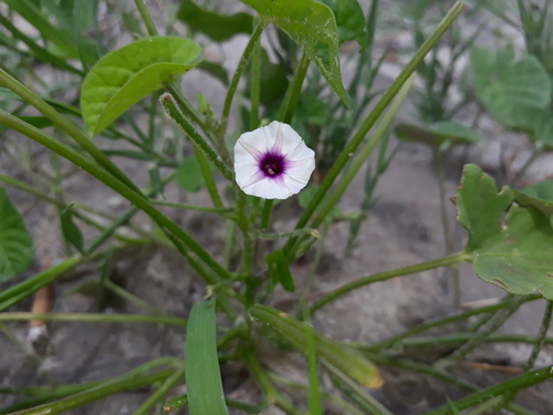 Ipomoea sinensis image