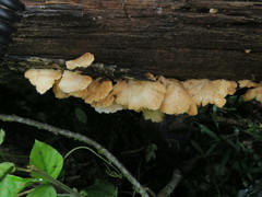 Flabellophora