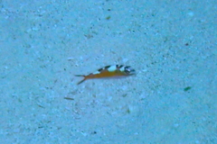 Serranus tabacarius