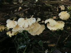 Flabellophora